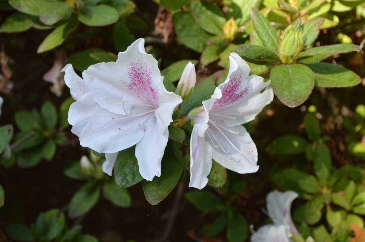 flowers white green free photo