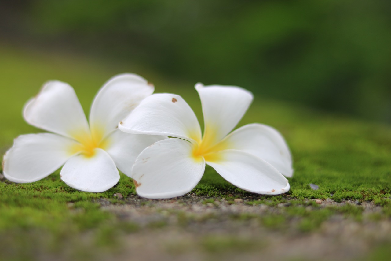 flowers frangipani nature free photo