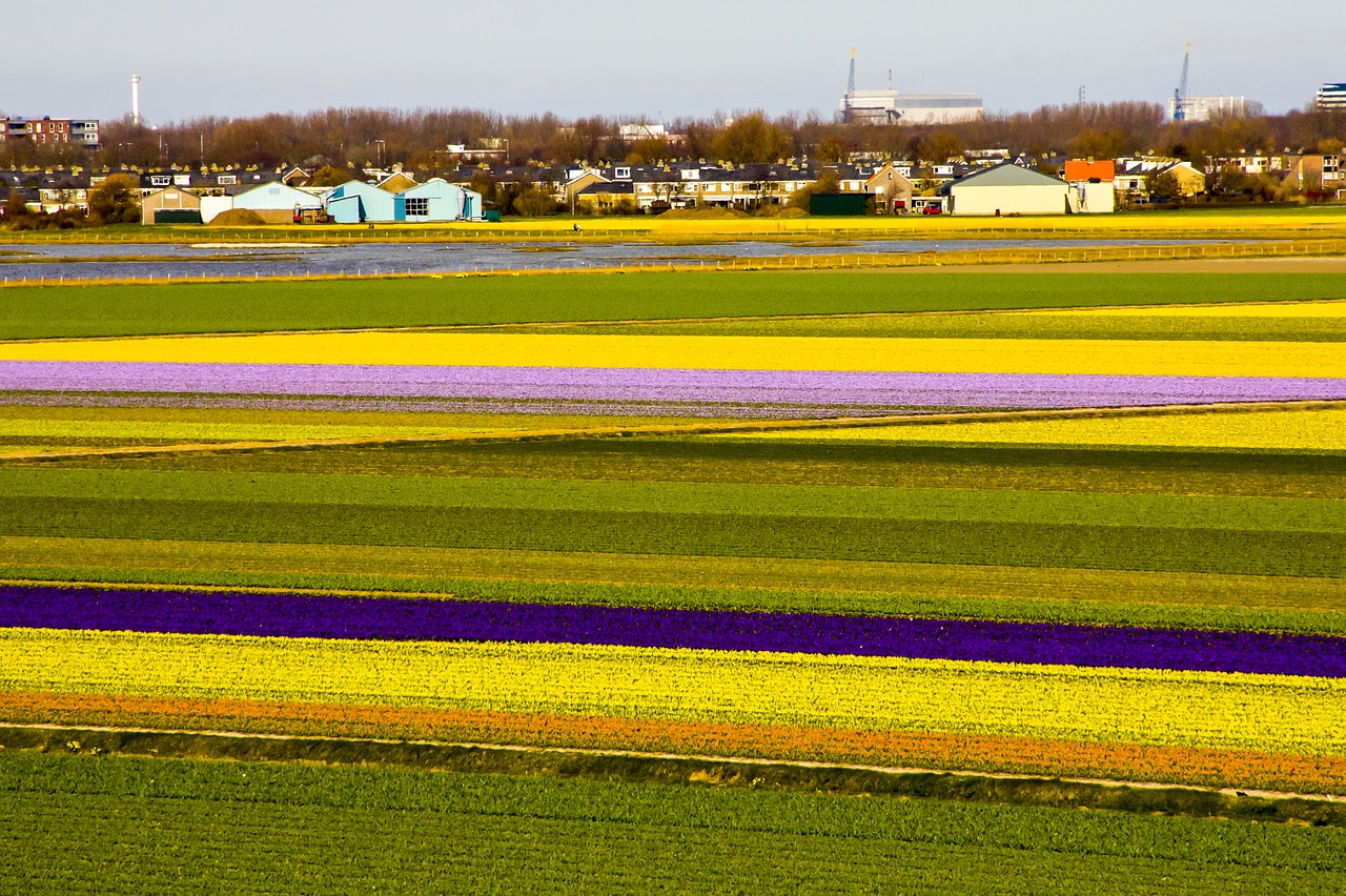 Color field. Разноцветная трава. Colors of Freedom.