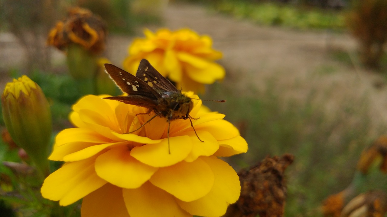 flowers bug butterfly free photo