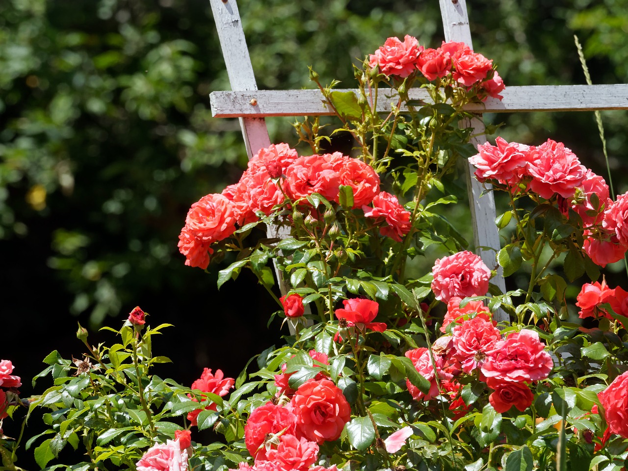 flowers roses pink flowers free photo