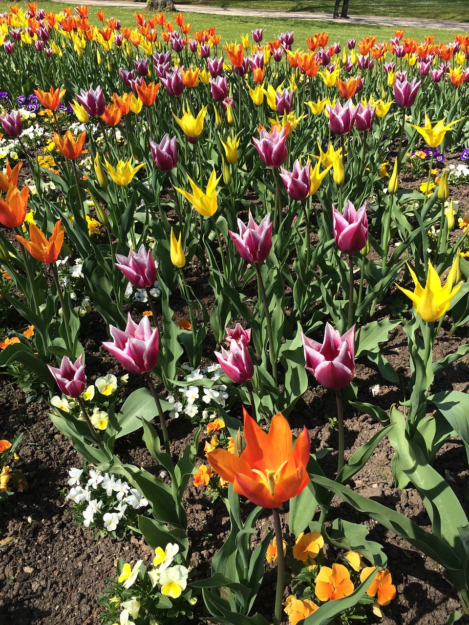 flowers flower meadow bright free photo