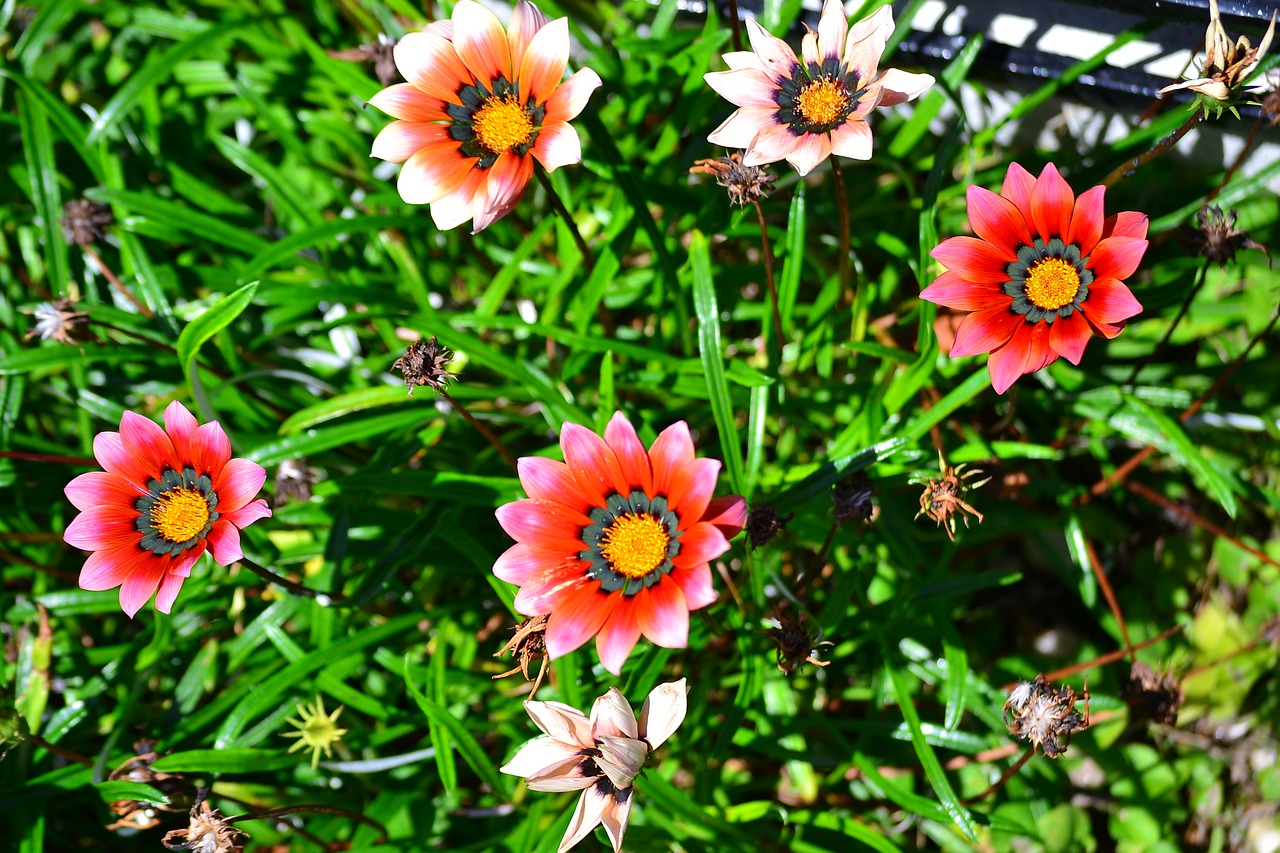 flowers nature plants free photo