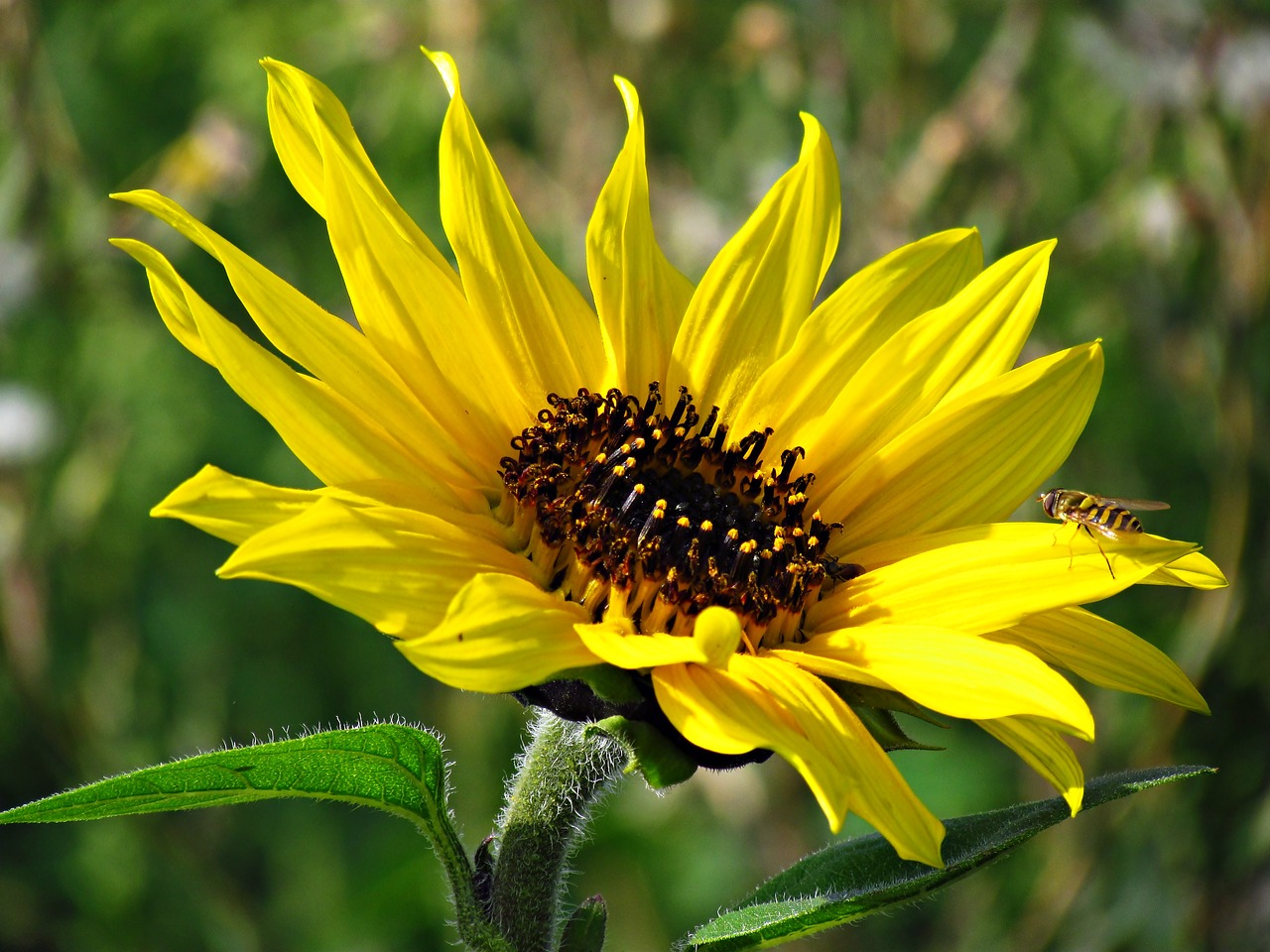 flowers yellow sunflower free photo