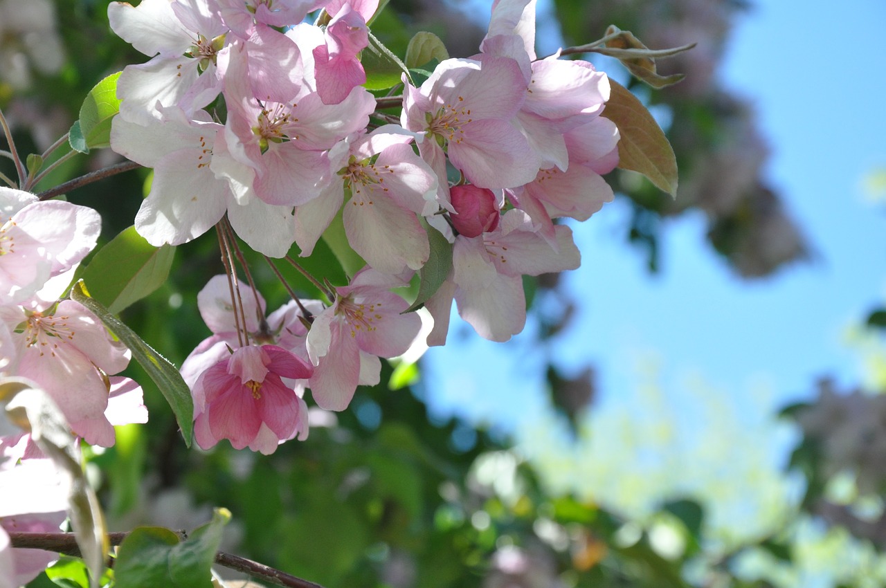 flowers spring apple blossoms free photo