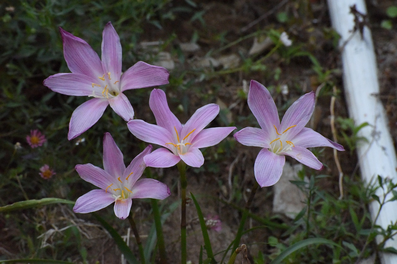 flowers hills back free photo