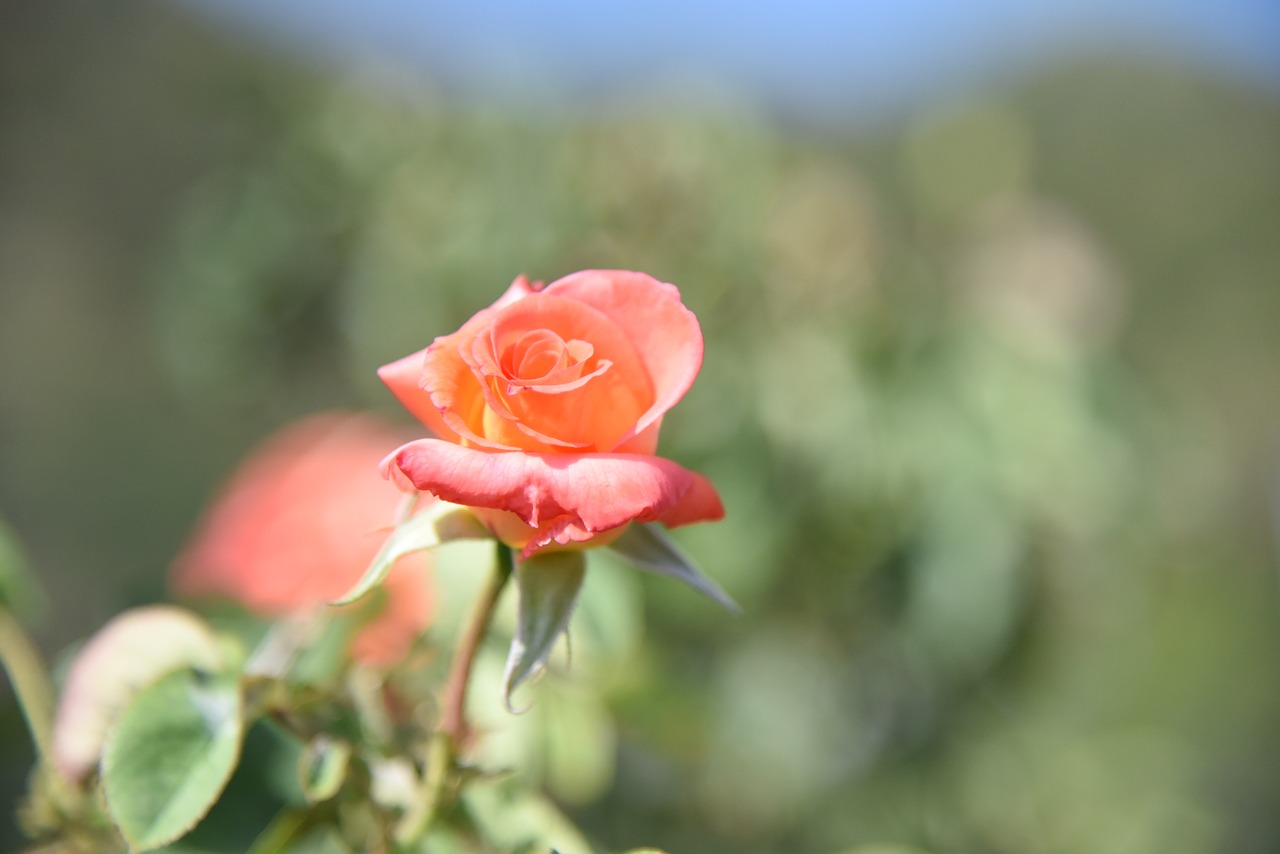 flowers hills back free photo