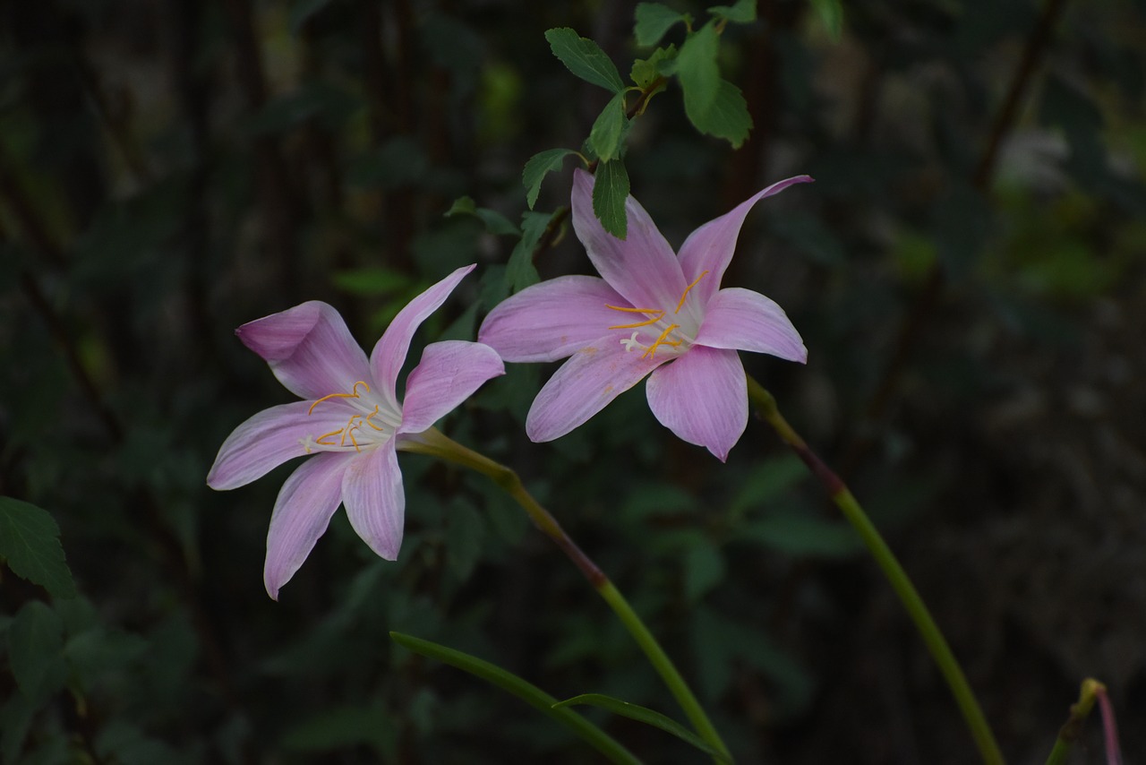 flowers summer hills free photo