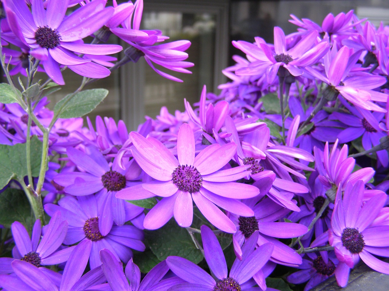 flowers purple purple flowers free photo