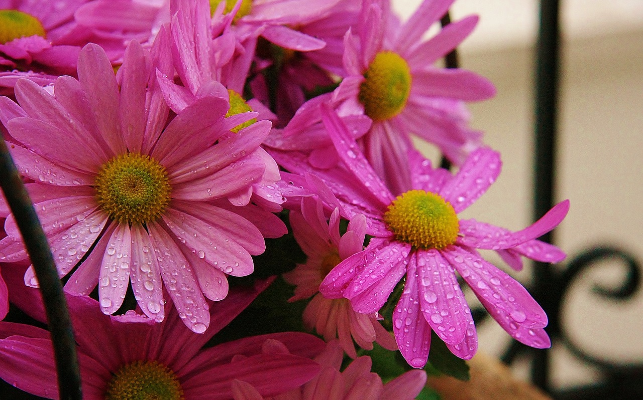 flowers pink dew drops free photo