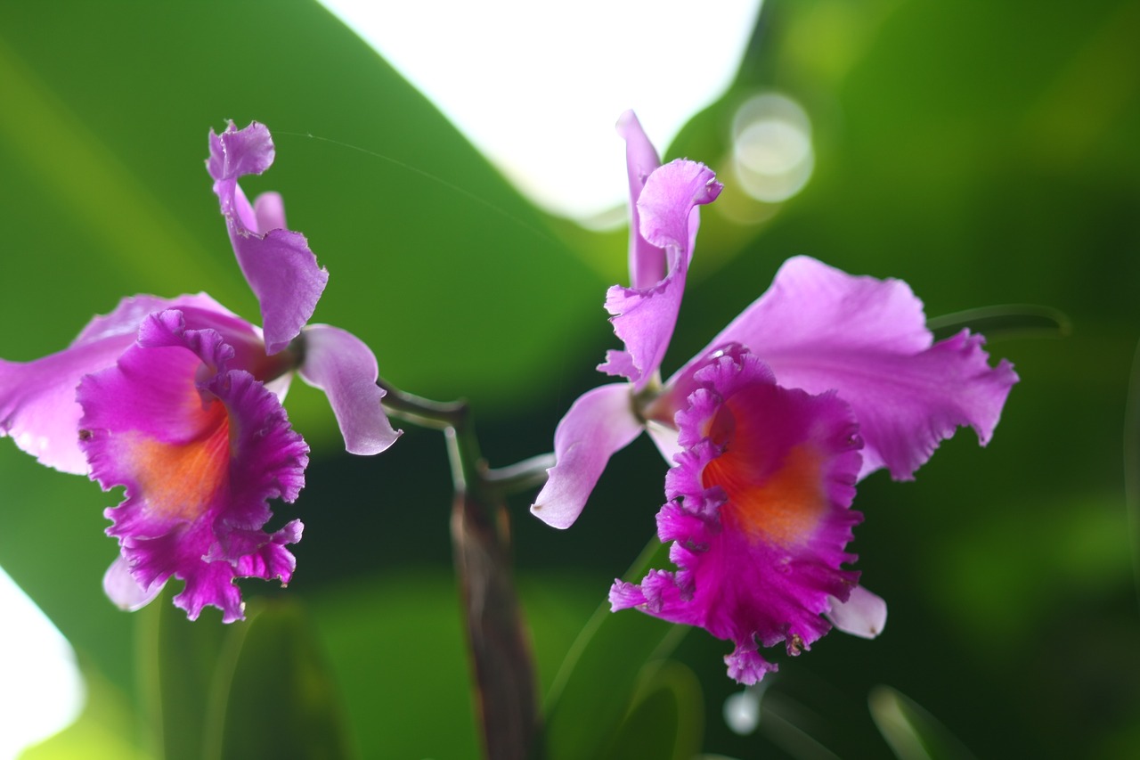 flowers cattleya purple free photo