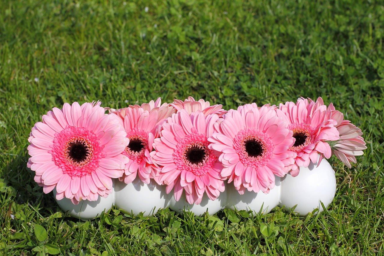 flowers gerbera background free photo