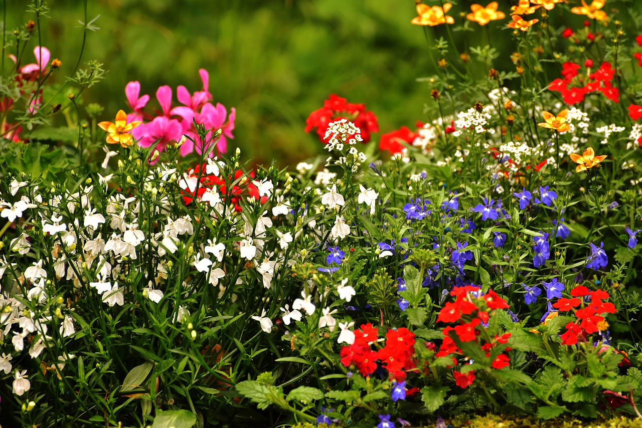 flowers colorful colorful flowers free photo