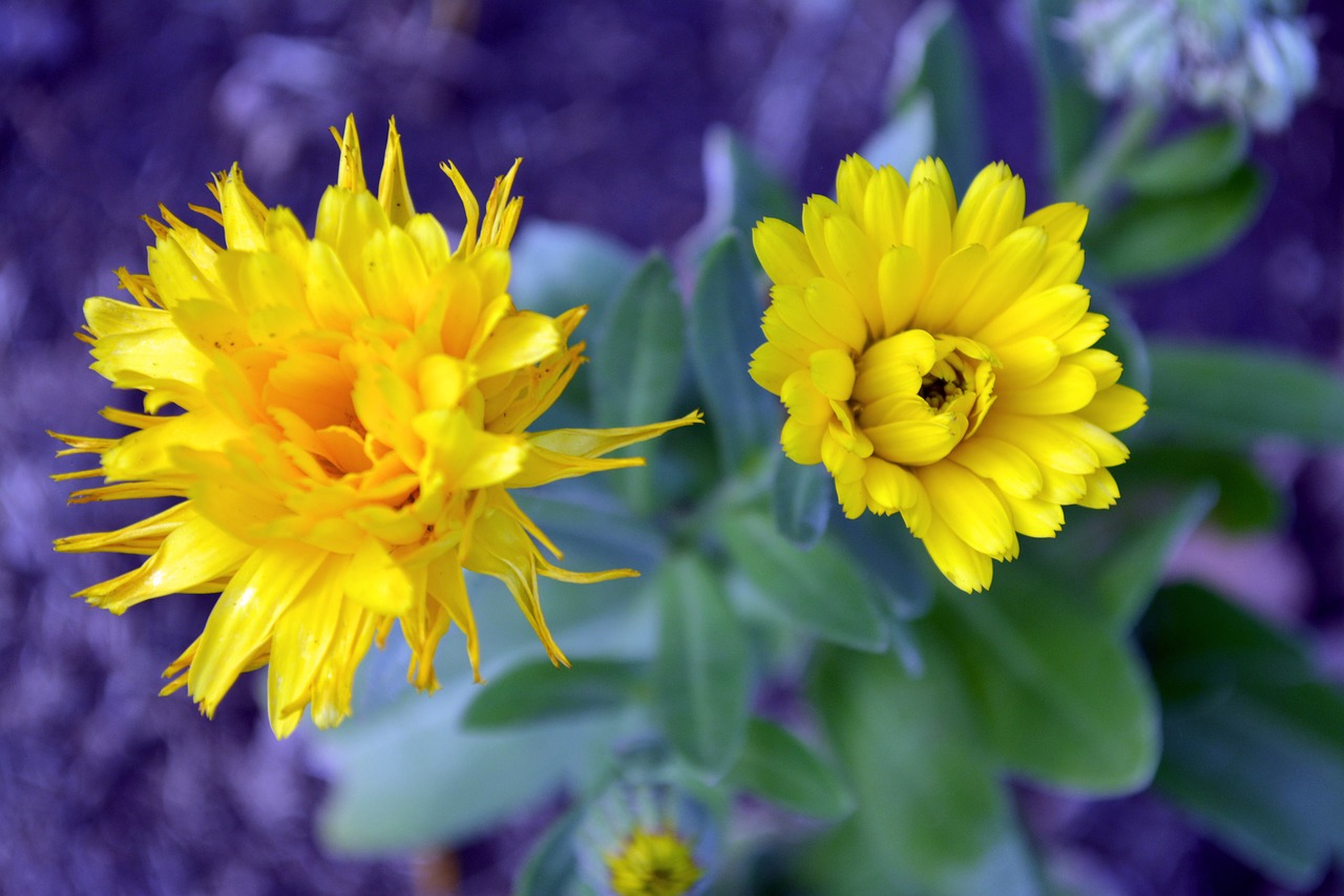 flowers yellow the project shadows of the street free photo