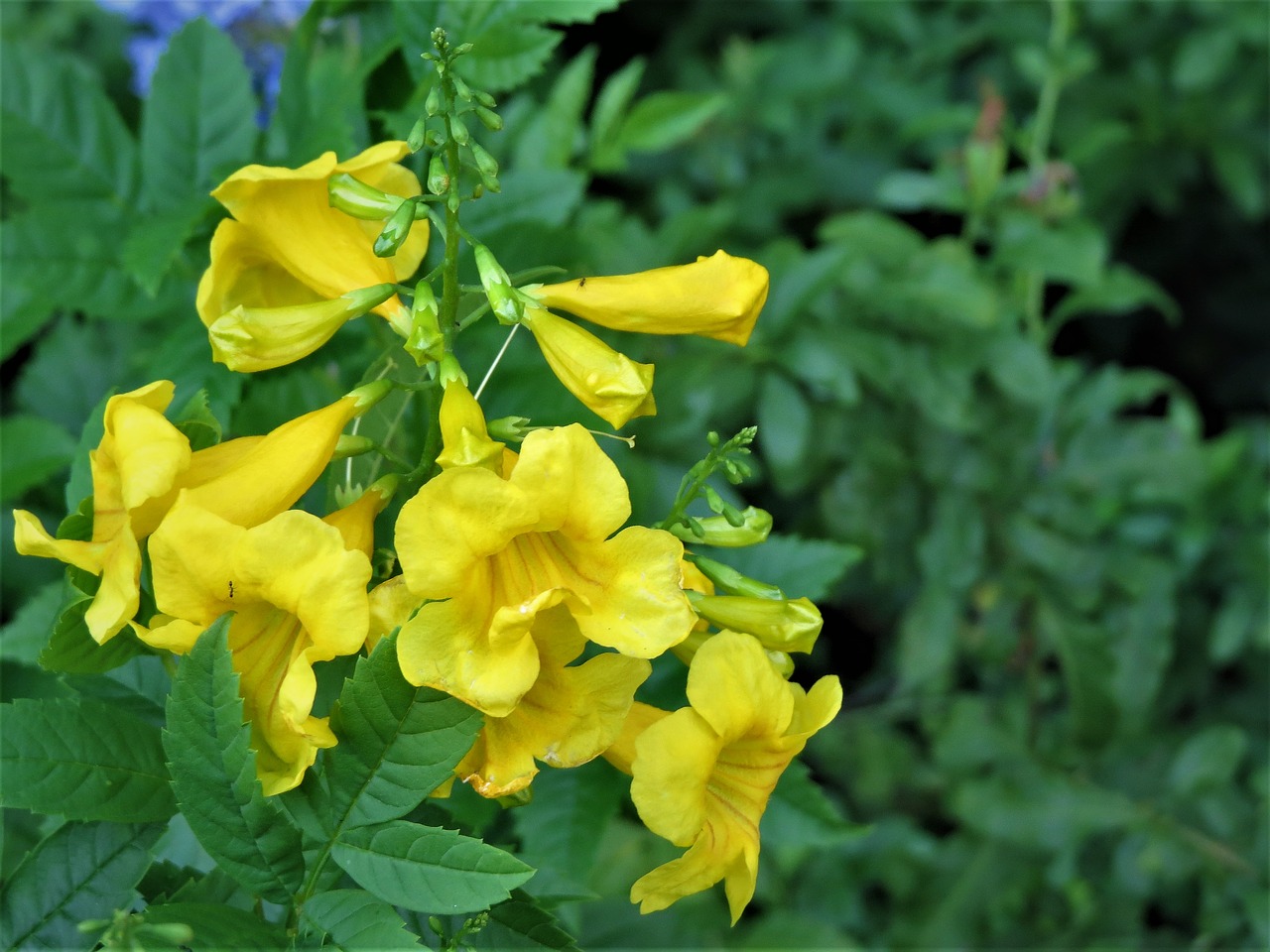 flowers yellow green free photo