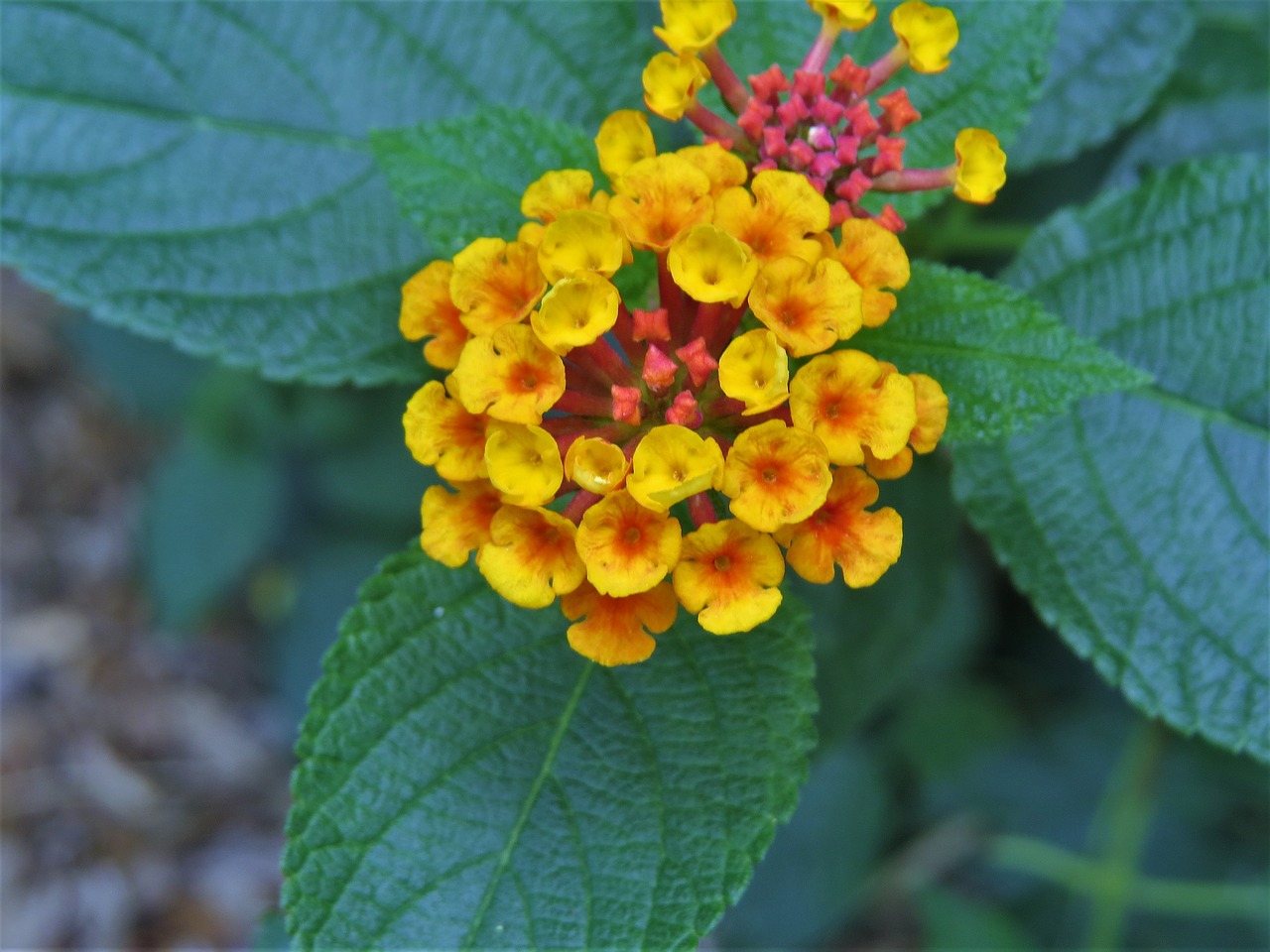 flowers tiny close up free photo