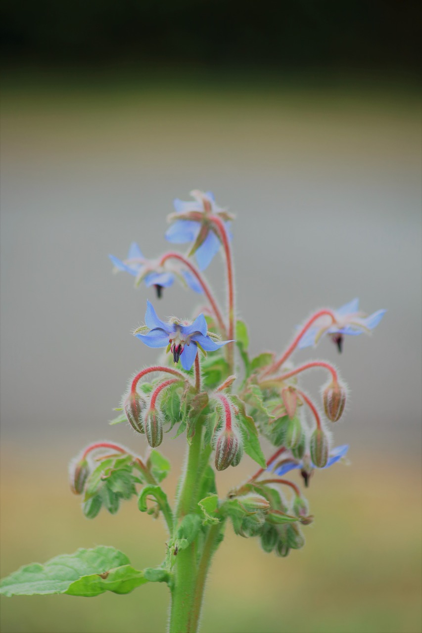 flowers herbs canon free photo