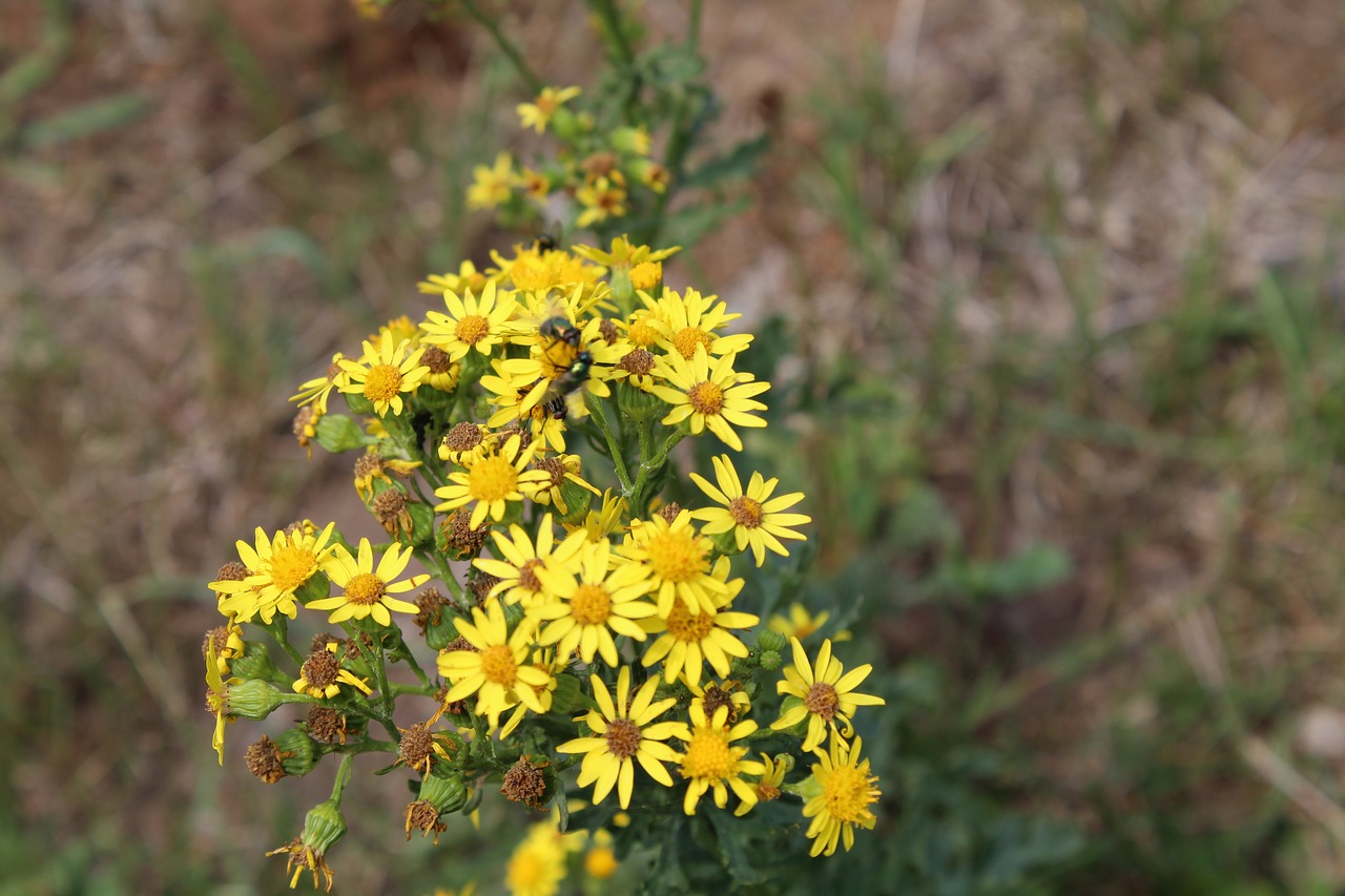 flowers yellow flowers free pictures free photo