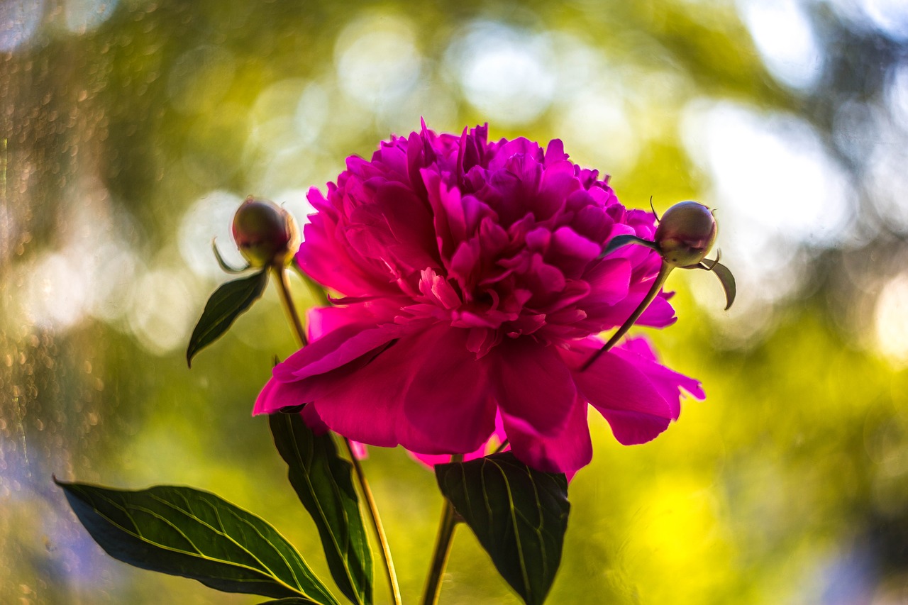 flowers flowers of the field bouquet free photo