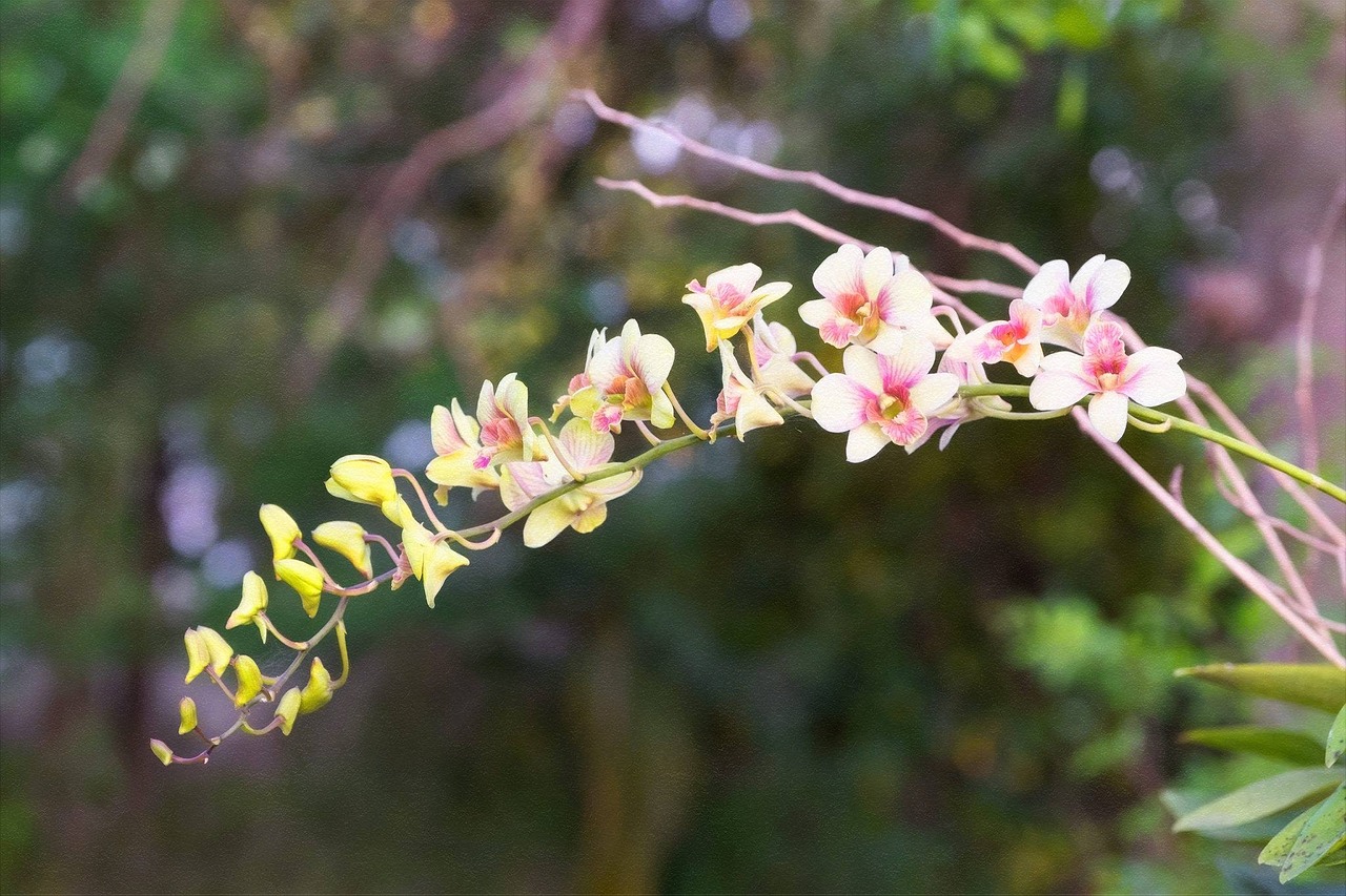 flowers orchid nature free photo