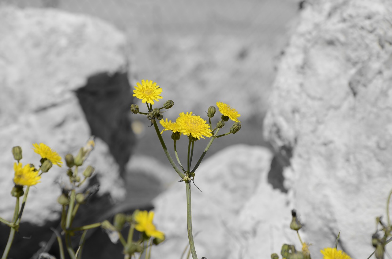 flowers yellow yellow flower free photo