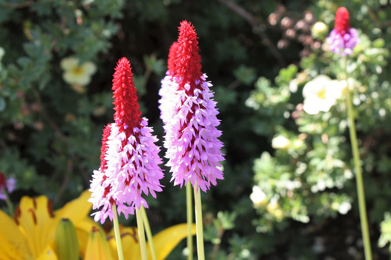 flowers plants greenery free photo