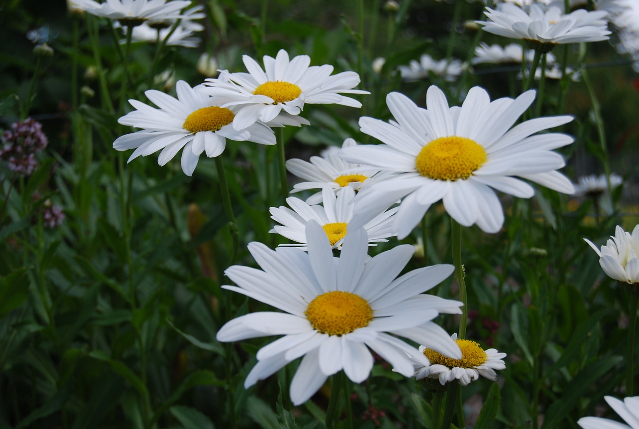 flowers nature petals free photo