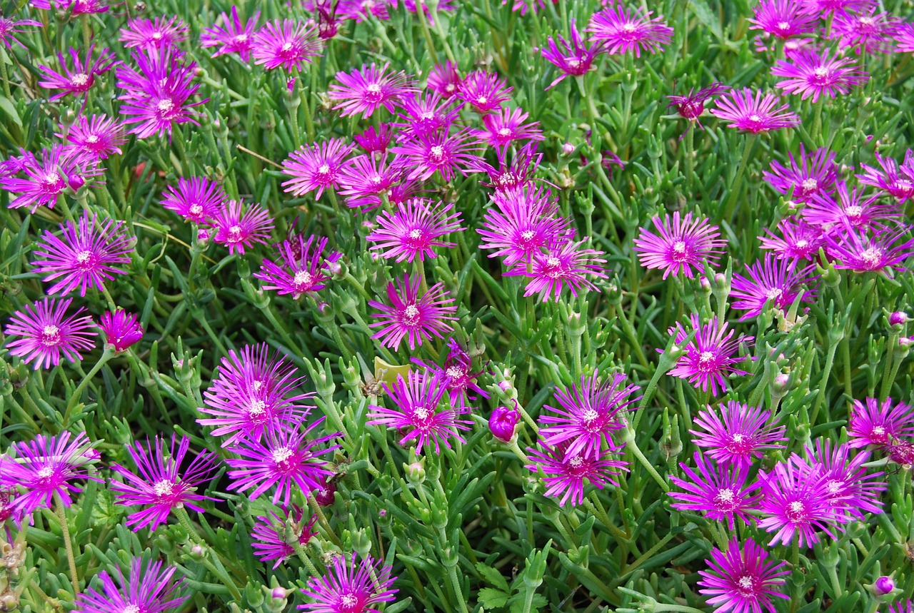 flowers violet nature free photo