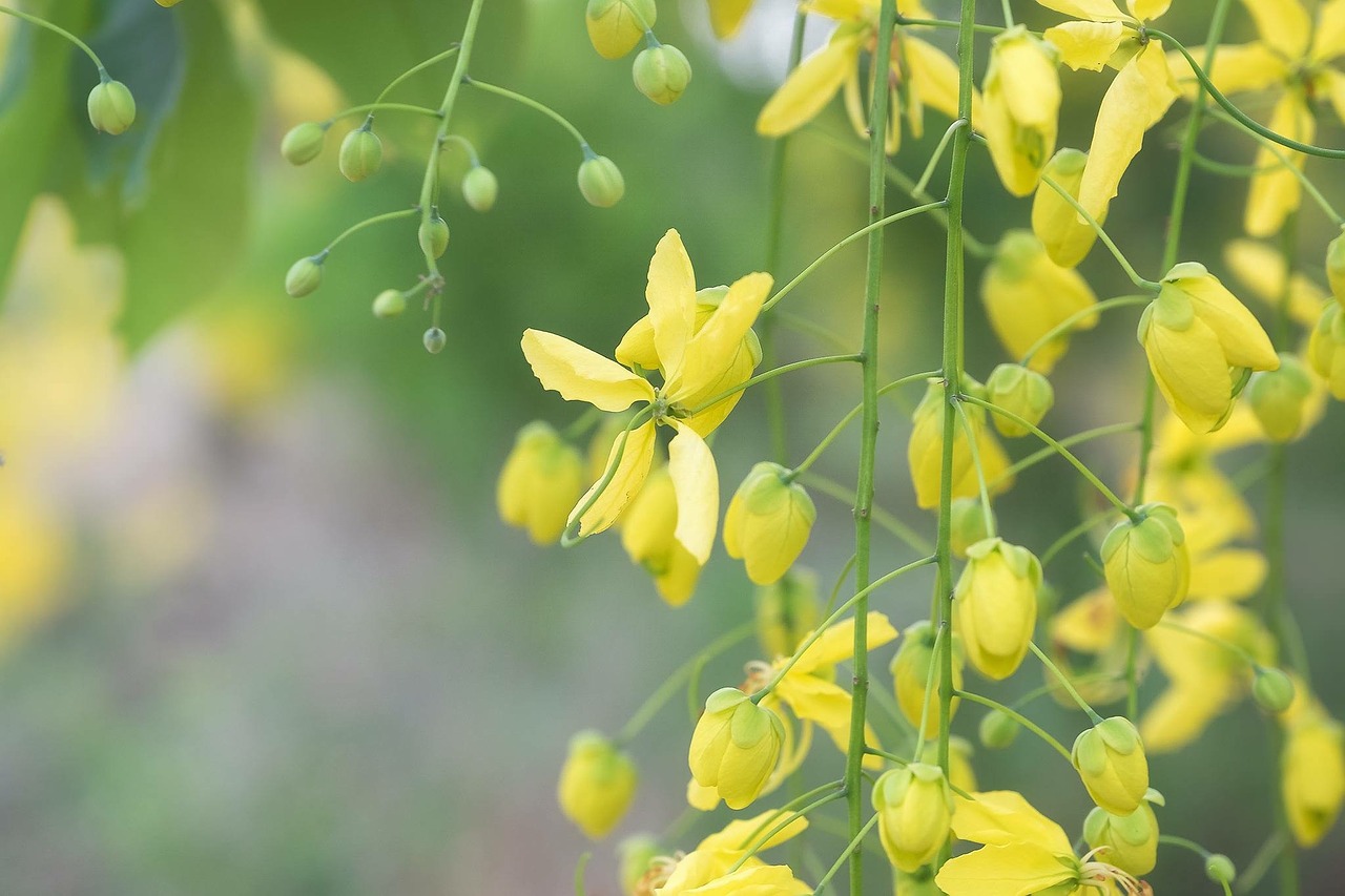 flowers yellow bloom free photo