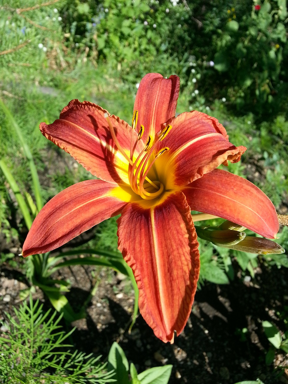 flowers lily day-lily free photo