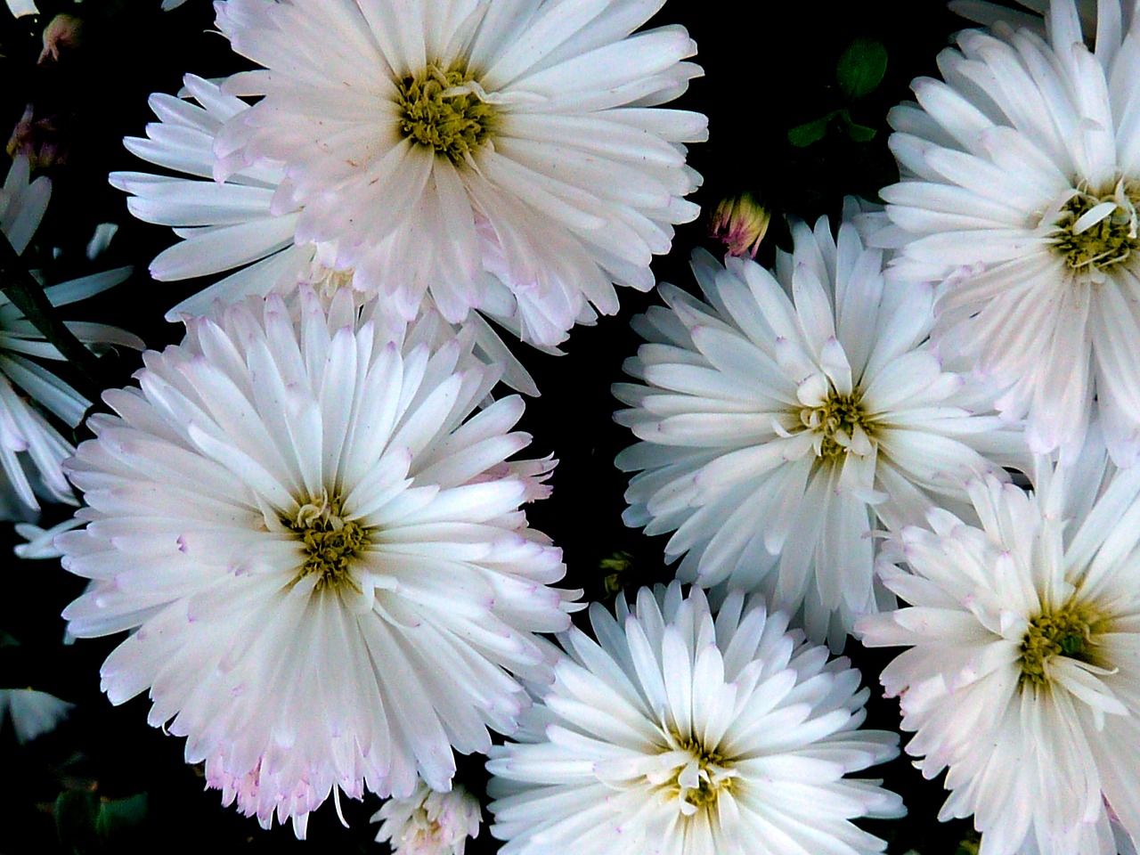 flowers nature plant free photo