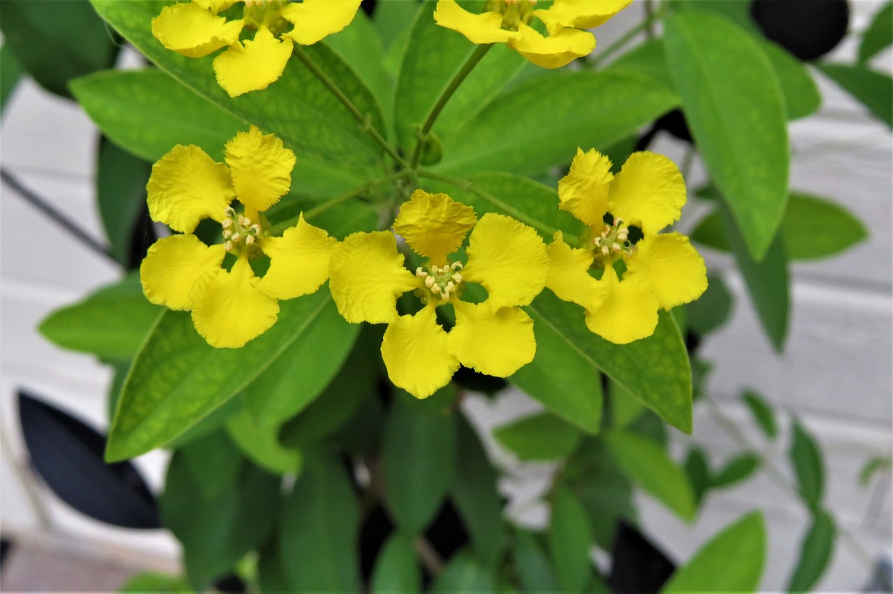 flowers yellow garden free photo