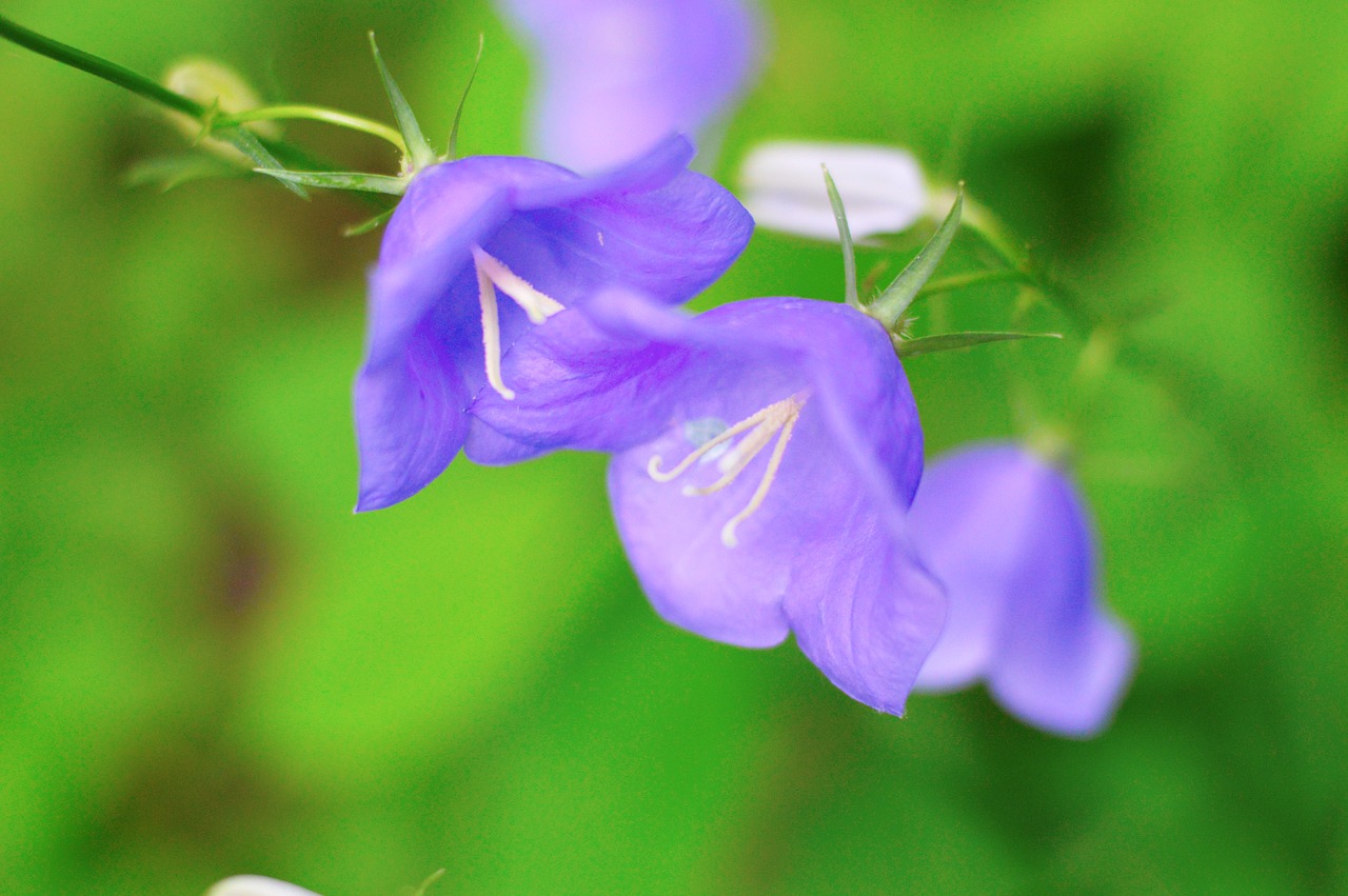 flowers bells grass free photo