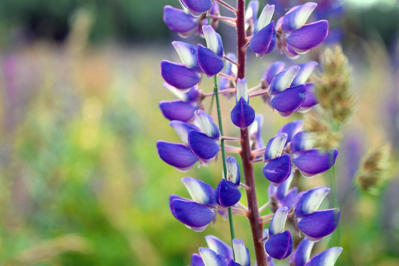 flowers nature lilac free photo