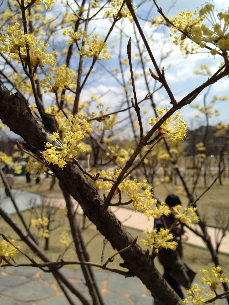 flowers spring flowers spring free photo