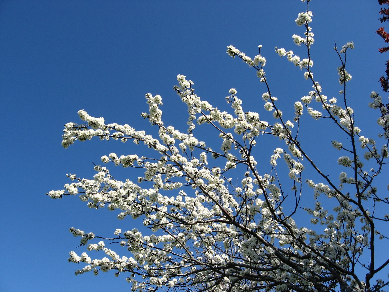 flowers sky plant free photo