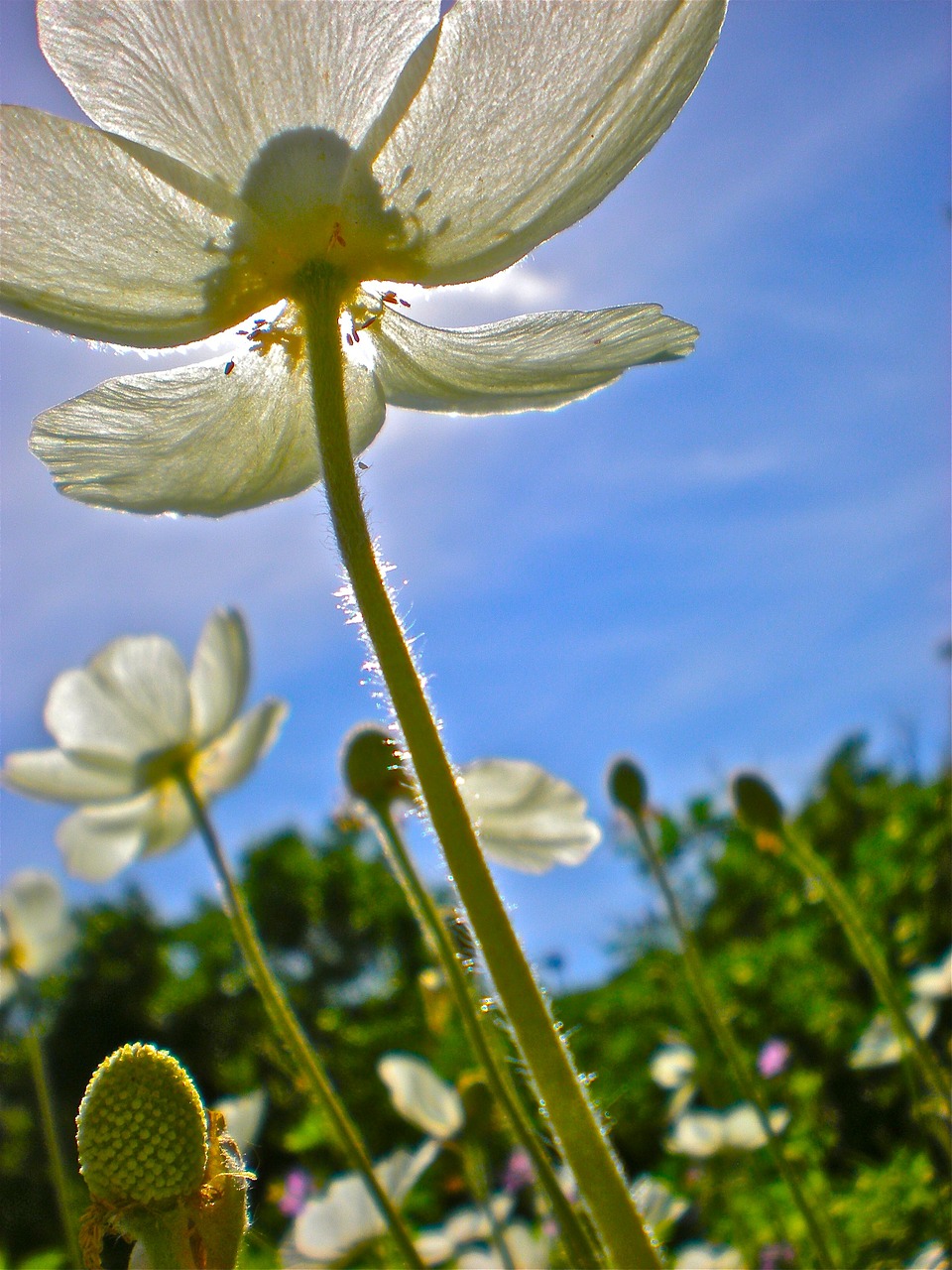 flowers white buds free photo