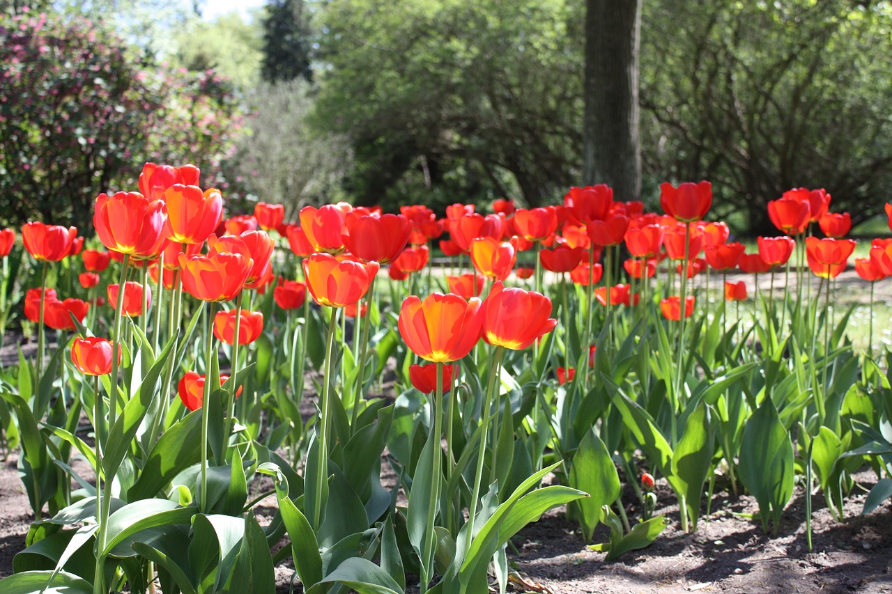 flowers tulips blooming free photo