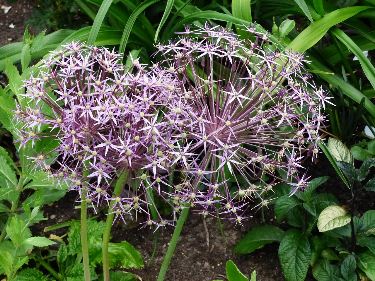 flowers purple green free photo