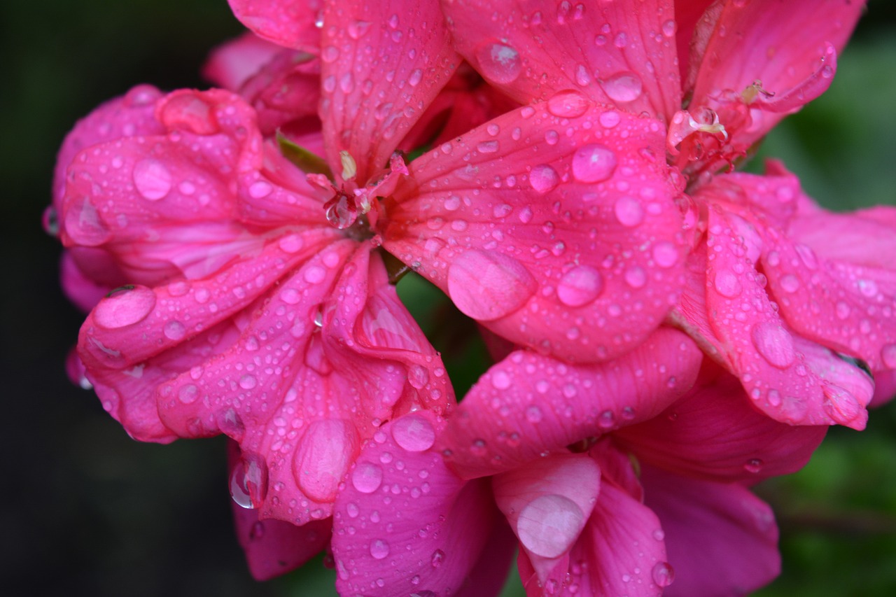 flowers rain drops free photo