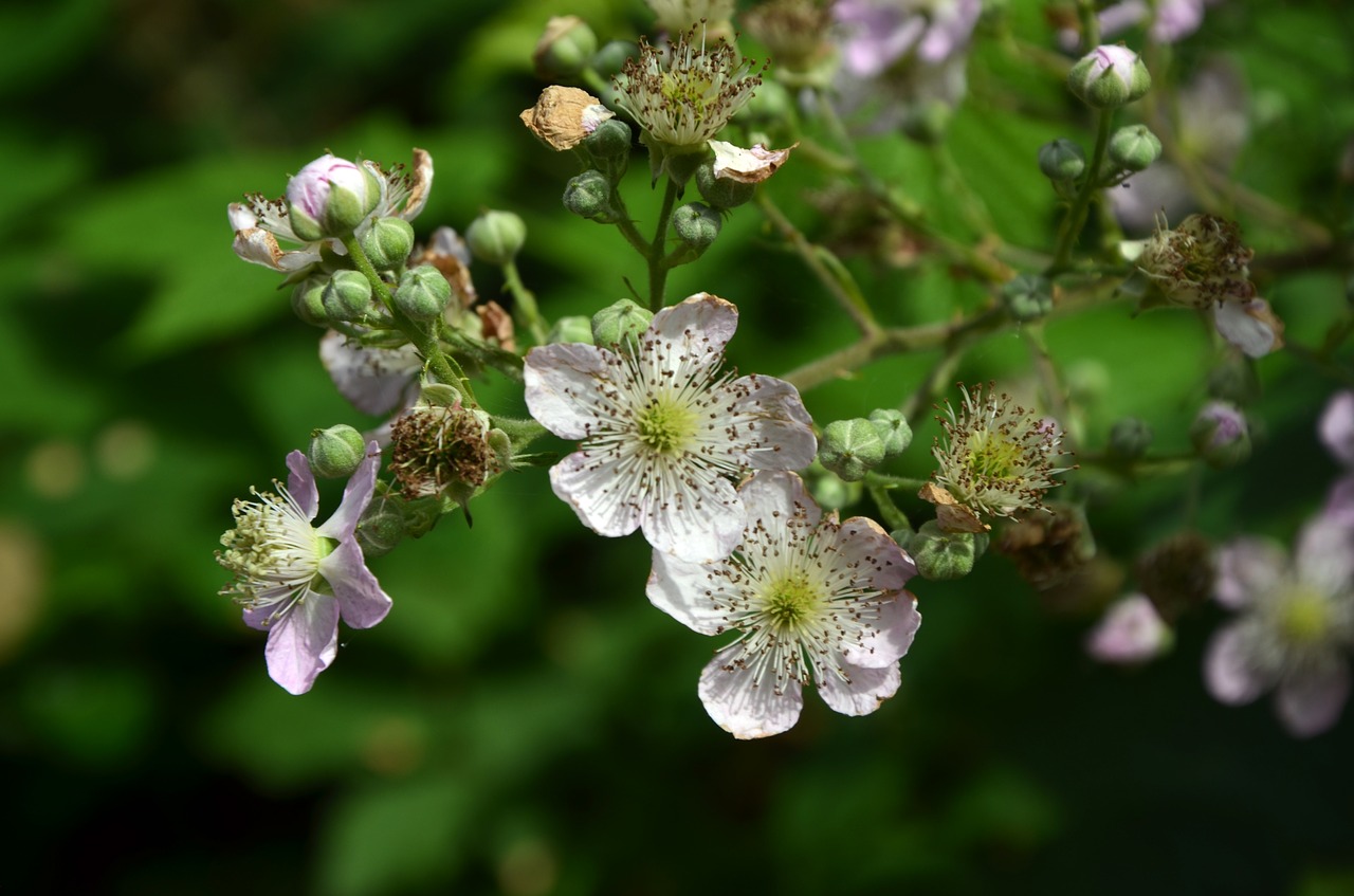 flowers nature plant free photo