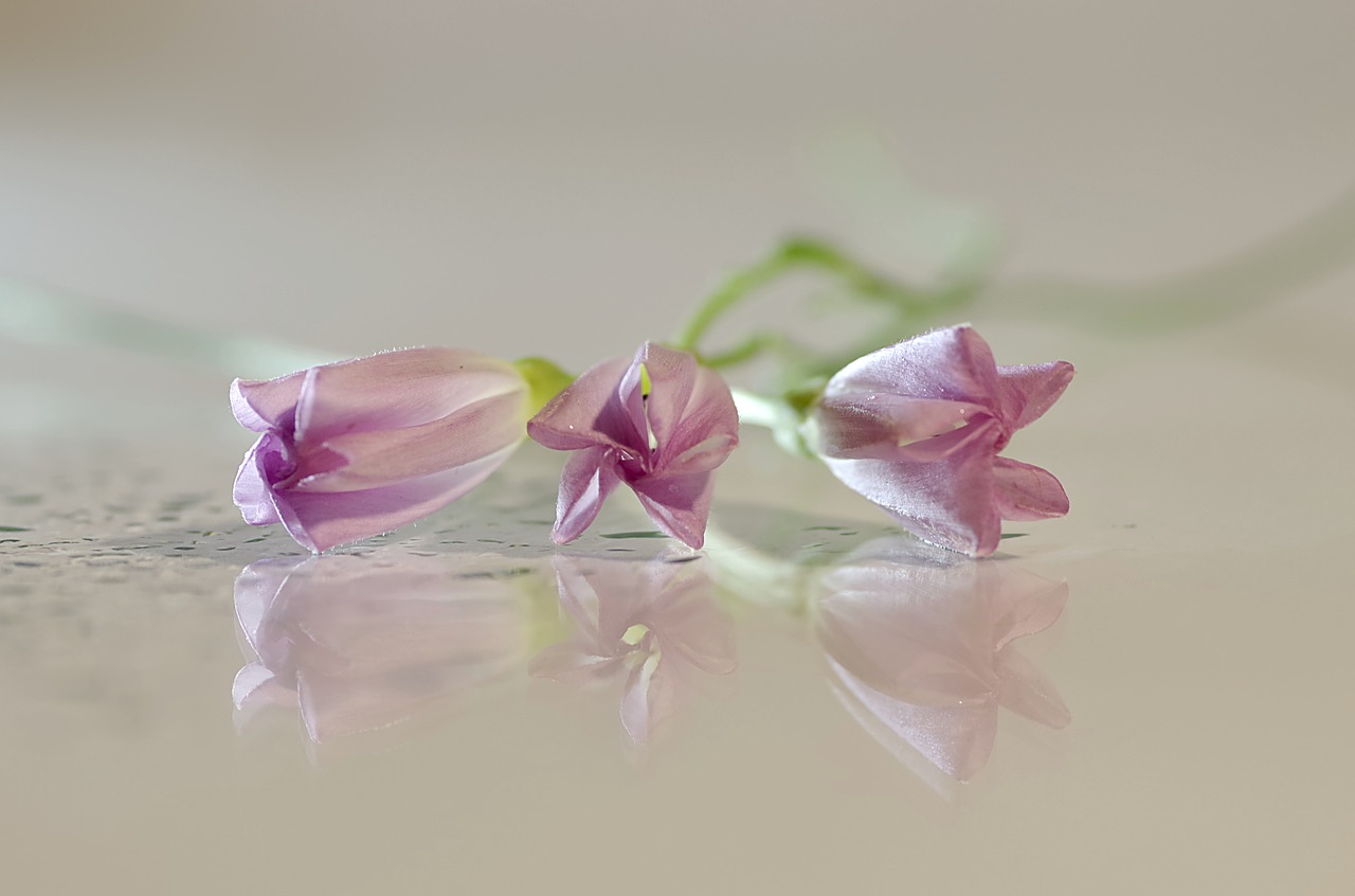 flowers bindweed pink free photo