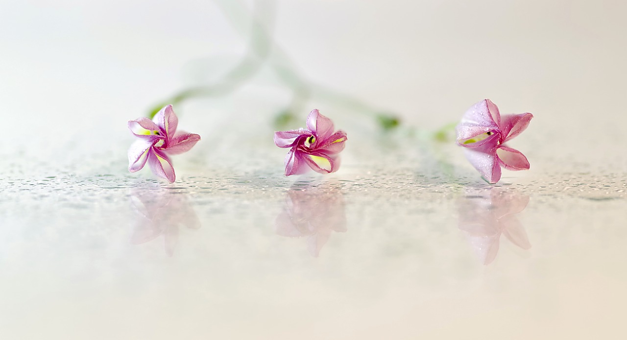 flowers bindweed pink free photo