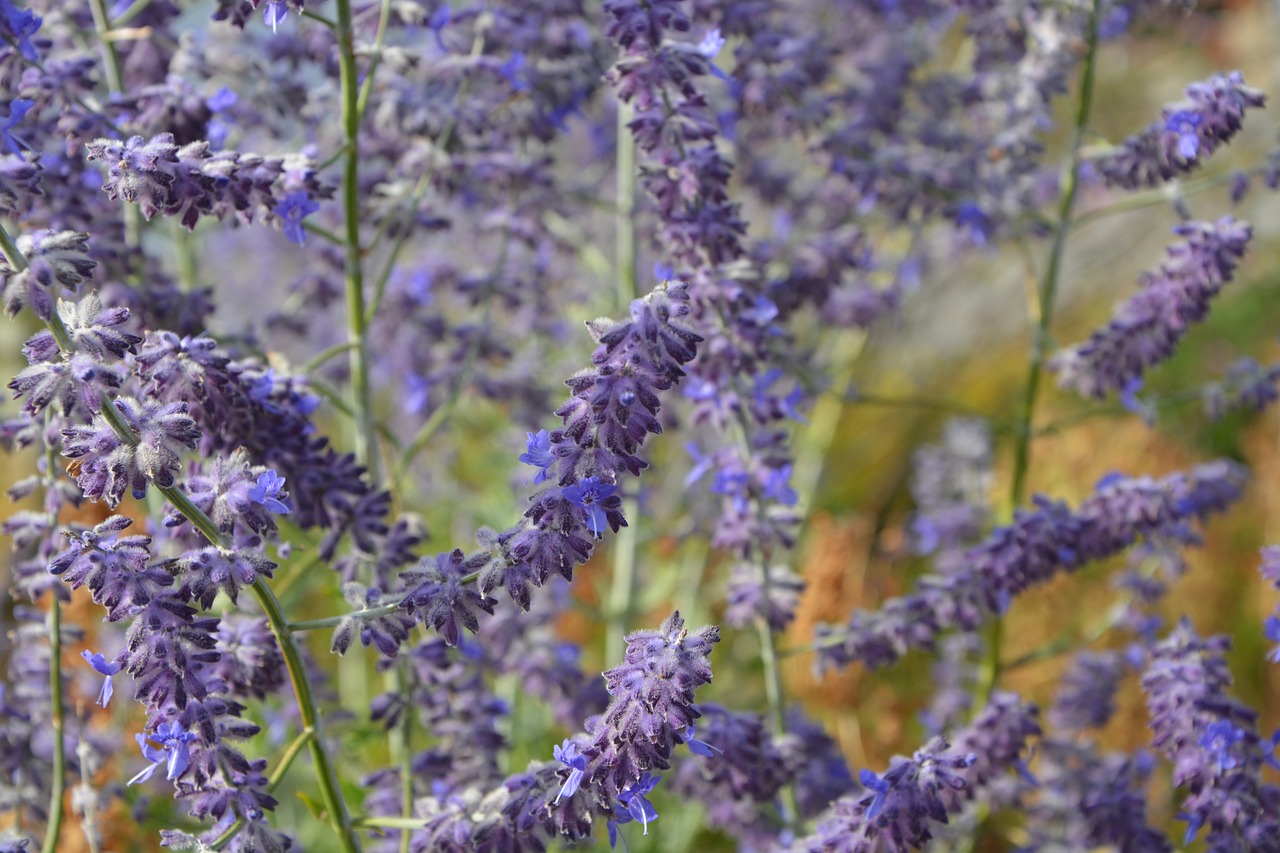 flowers wild flowers nature free photo