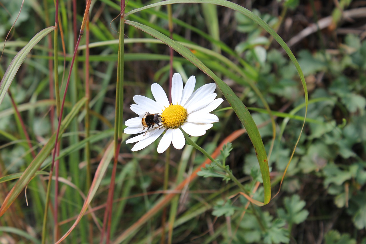 flowers bee pool free photo