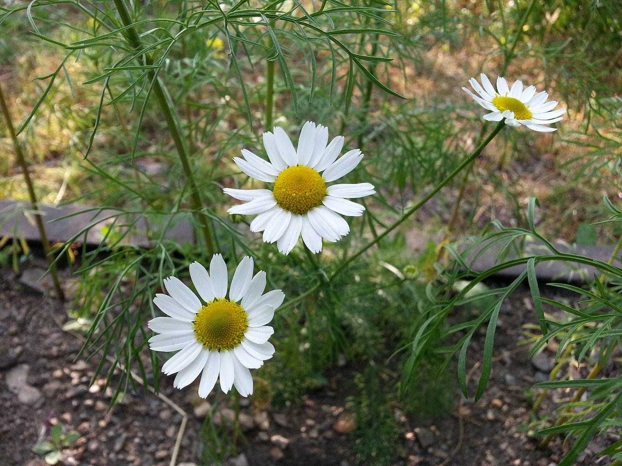 flowers chamomile petals free photo