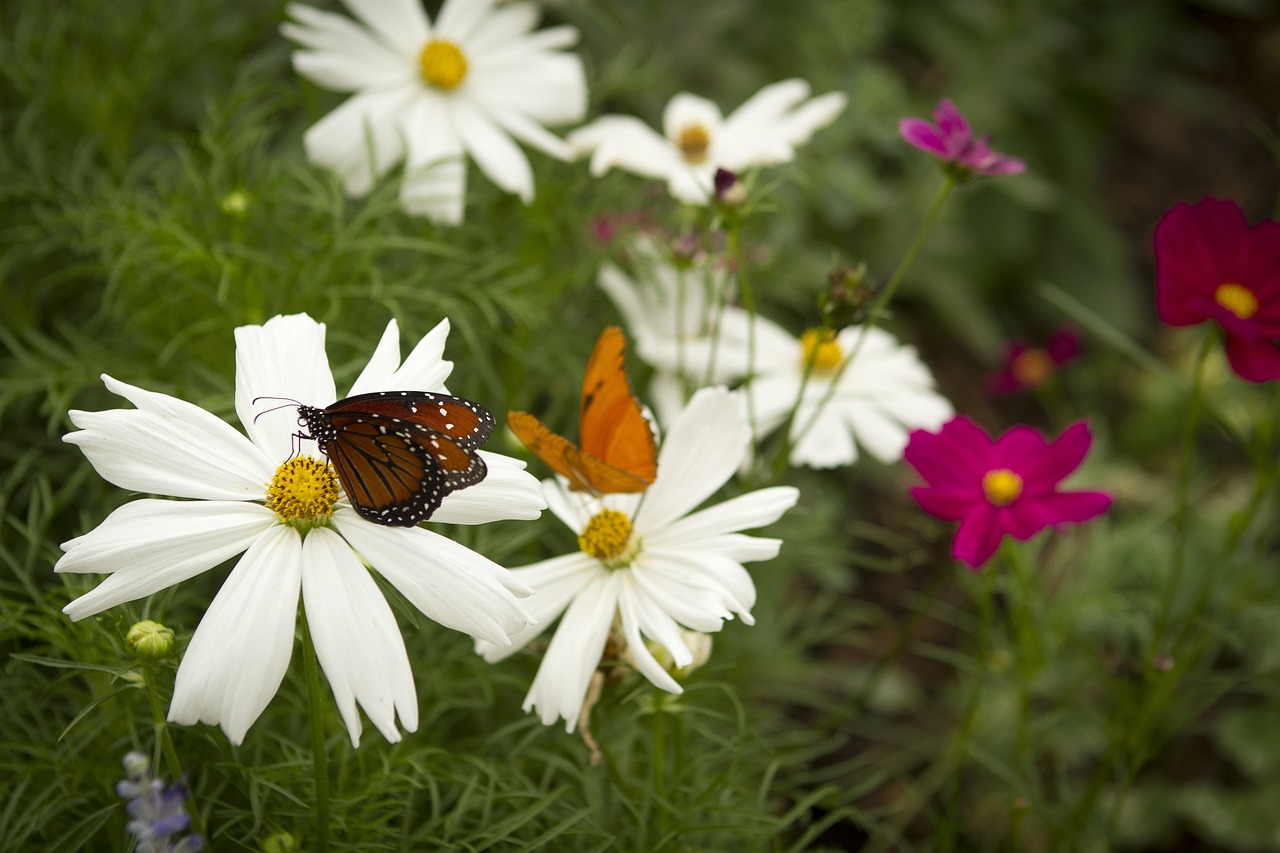 flowers butterfly butterfly on flower free photo