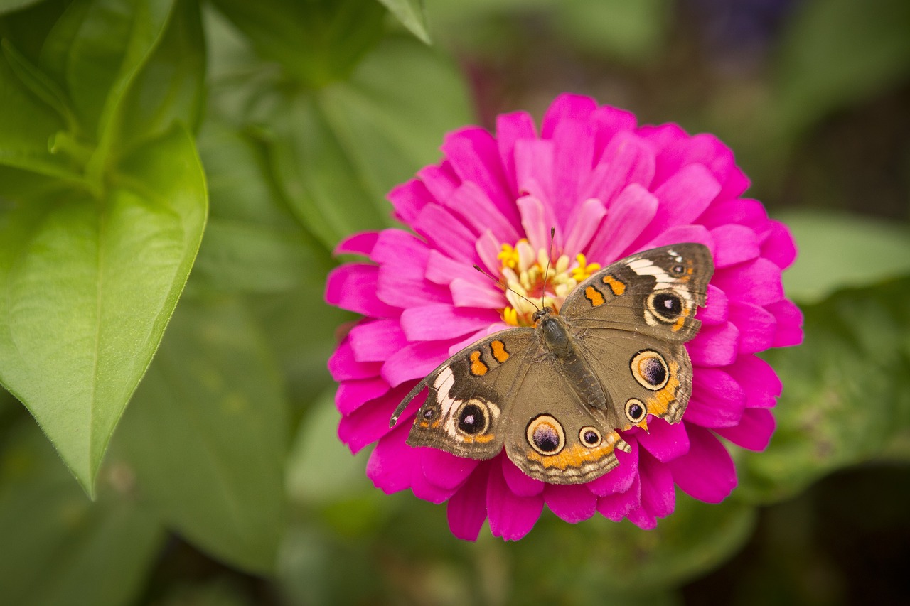 flowers butterfly butterfly on flower free photo