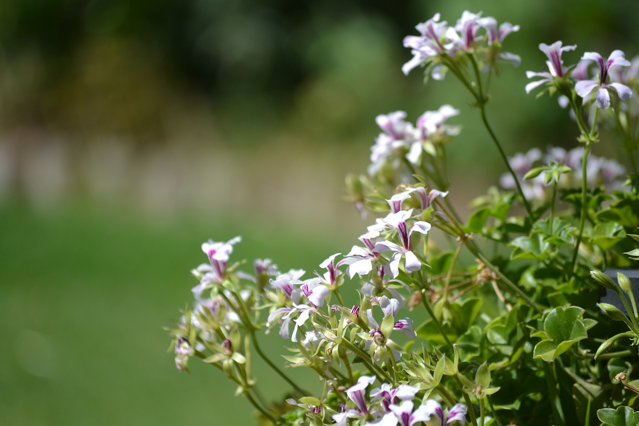 flowers flower purple flower free photo