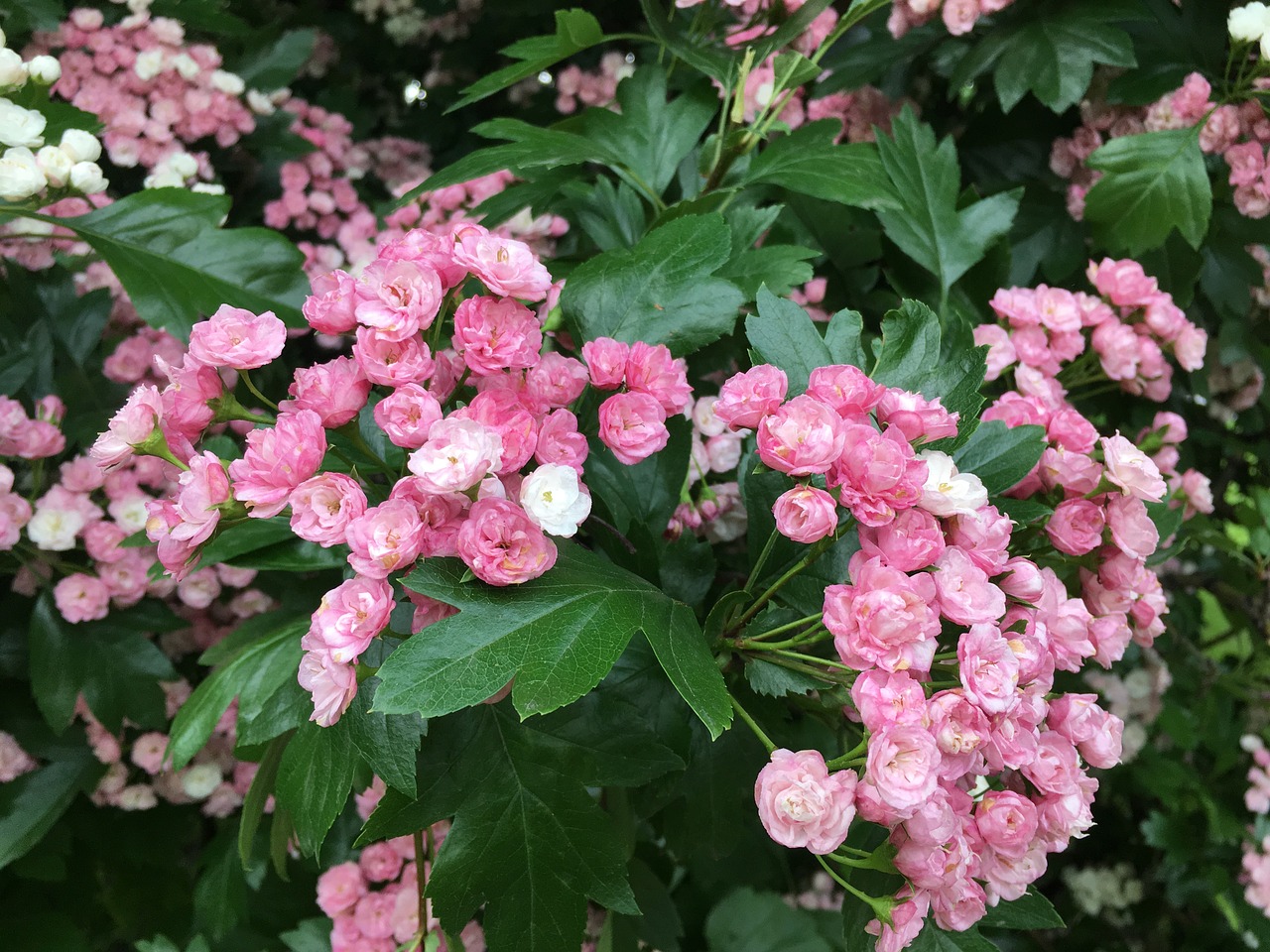 flowers pink flowers beautiful flowers free photo